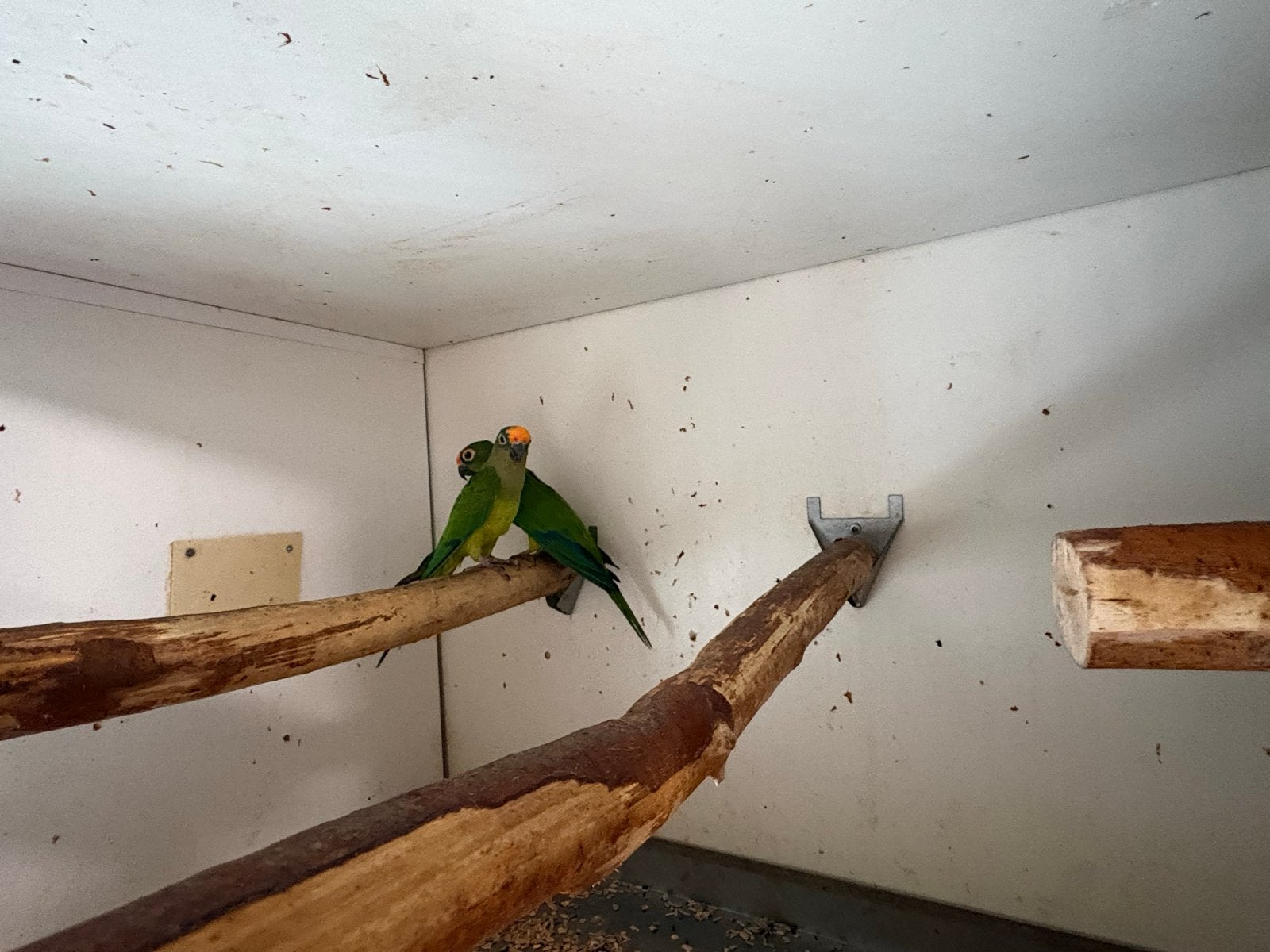 Koppel goud voorhoofd parkieten, Dieren en Toebehoren, Meerdere dieren, Parkiet