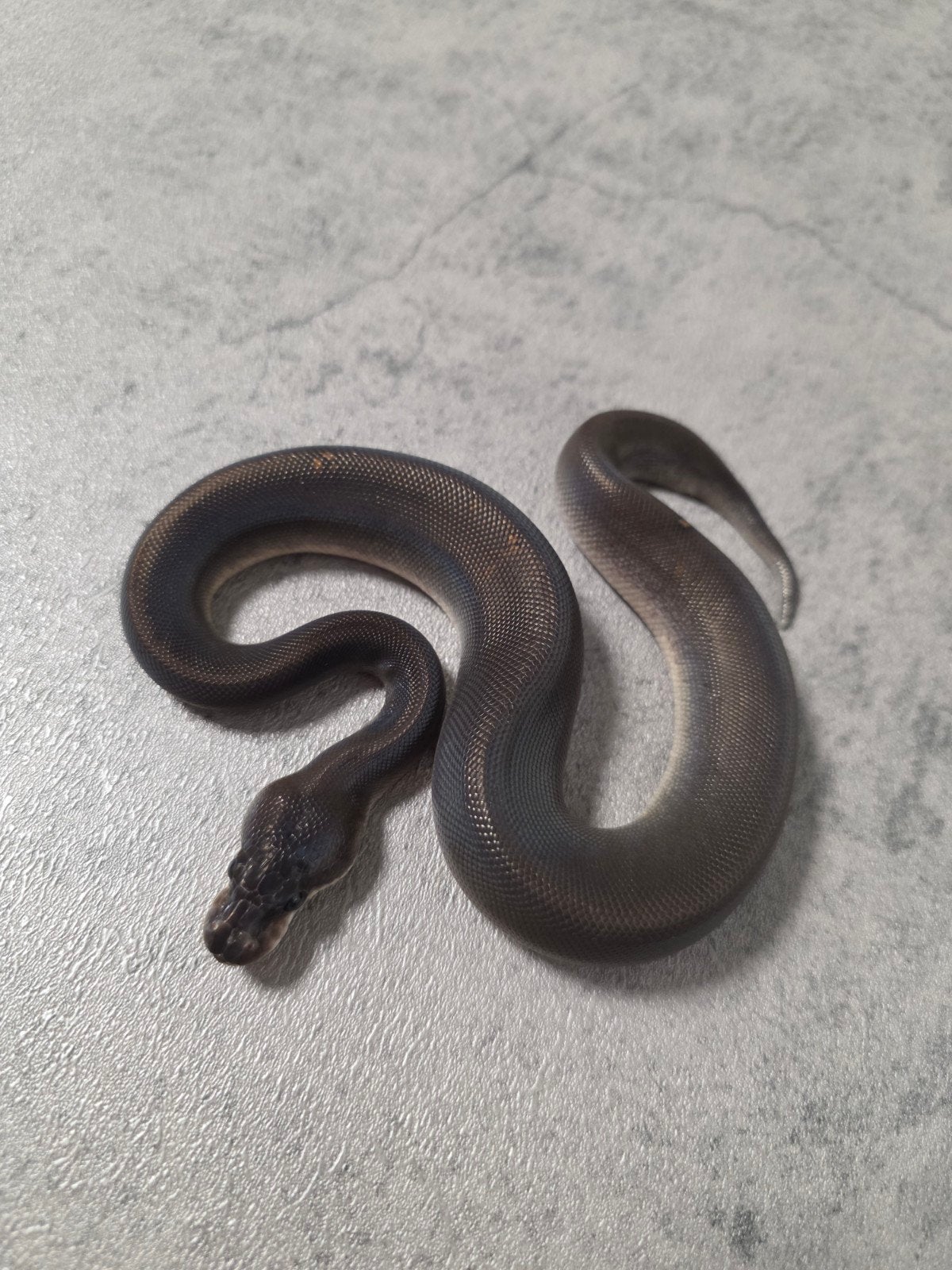 8 Ball️♂️, Dieren en Toebehoren, Slang, 0 tot 2 jaar