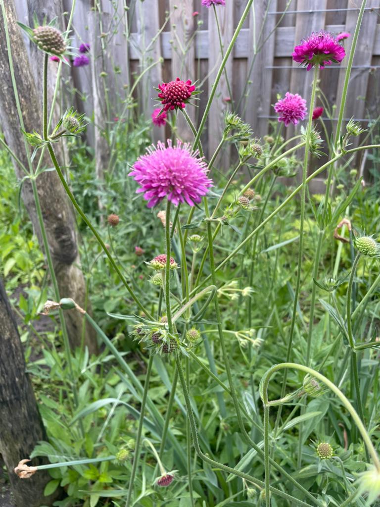 Beemdkroon, knautia, Ophalen, Overige soorten, Volle zon
