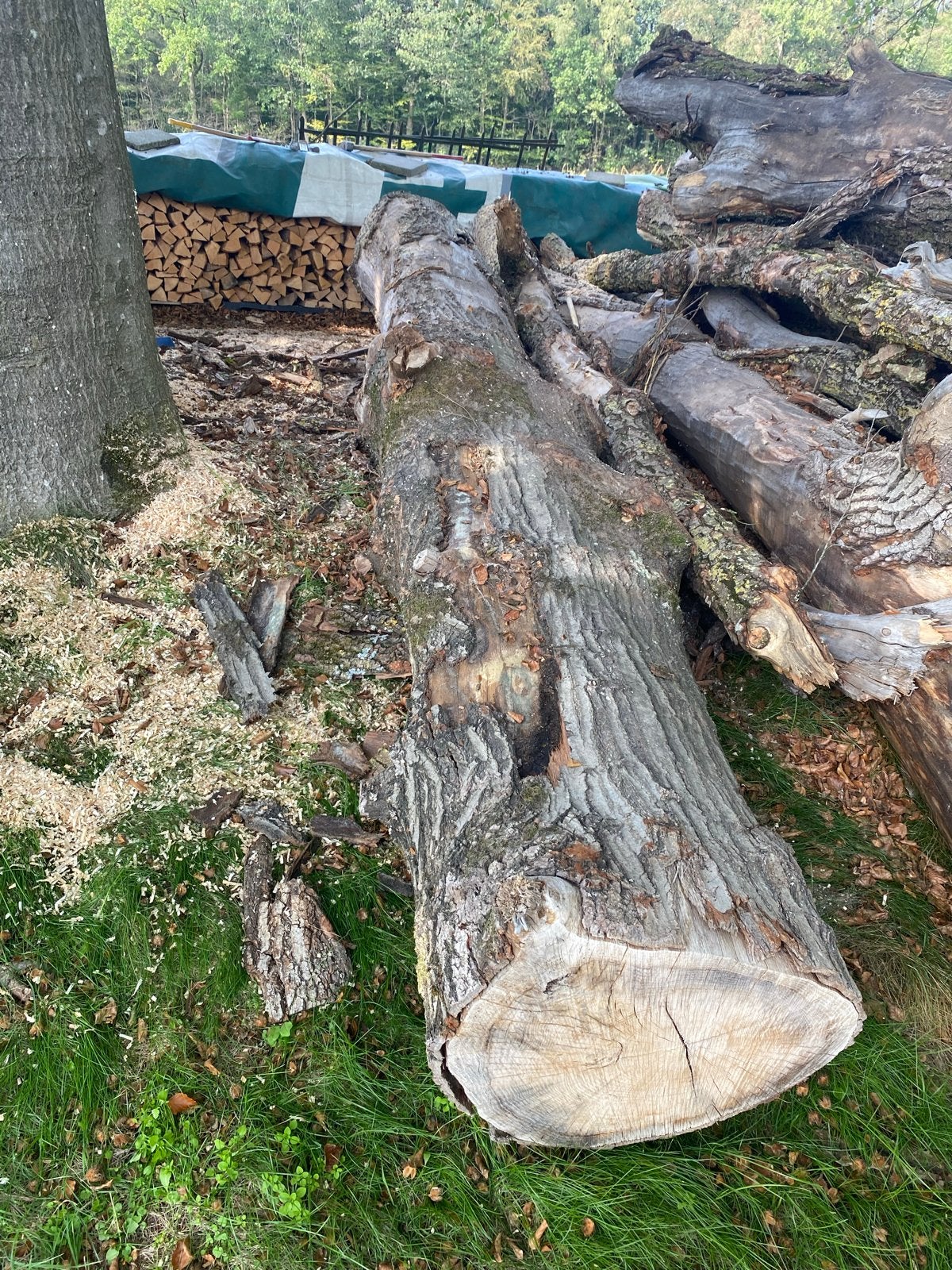 Eiken boomstam voor tafelbladen - 4.35m lang, 50cm doorsnede, Eiken, Overige typen, Nieuw, Ophalen of Verzenden