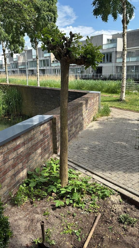 Catalpa, Volle zon, Lente, 100 tot 250 cm, Overige soorten