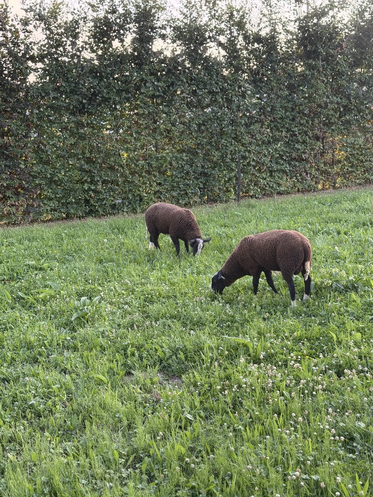 Zwartbles rammen te koop, Mannelijk, Schaap, 0 tot 2 jaar