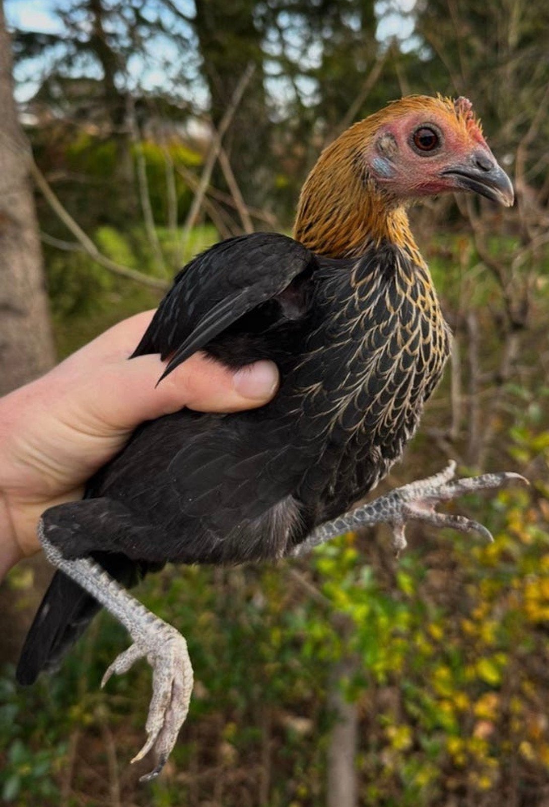 3 krielkipjes (hennen), Dieren en Toebehoren, Pluimvee, Vrouwelijk, Kip