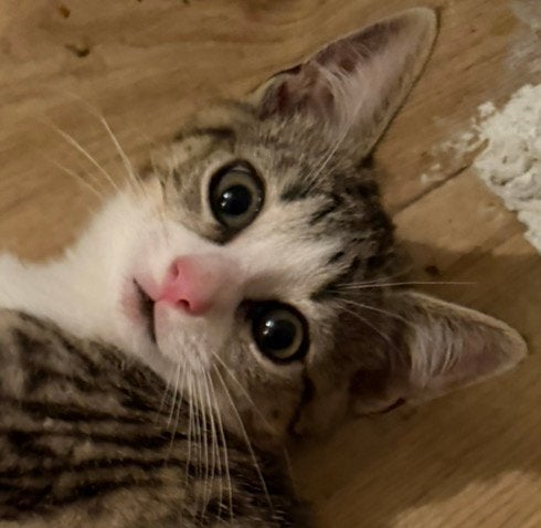 Yeah wij zijn 11 weken, Poes, Ontwormd
