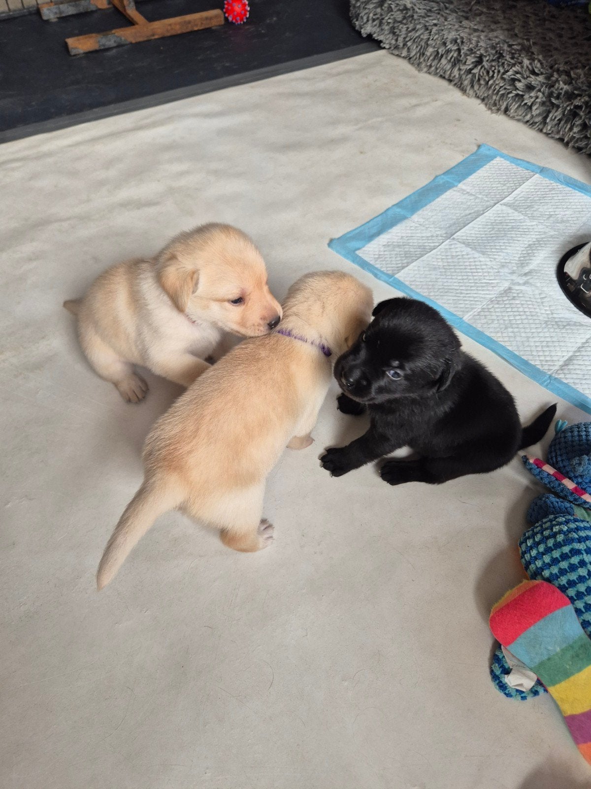 Labrador pups, Dieren en Toebehoren, Honden | Retrievers, Spaniëls en Waterhonden, Meerdere dieren, Labrador retriever, Fokker | Hobbymatig