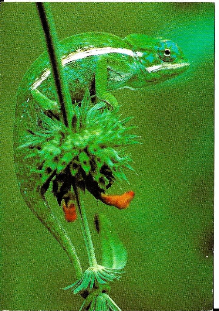 Ansichtkaart	Kameleon, Verzenden, 1980 tot heden, Ongelopen, Reptiel