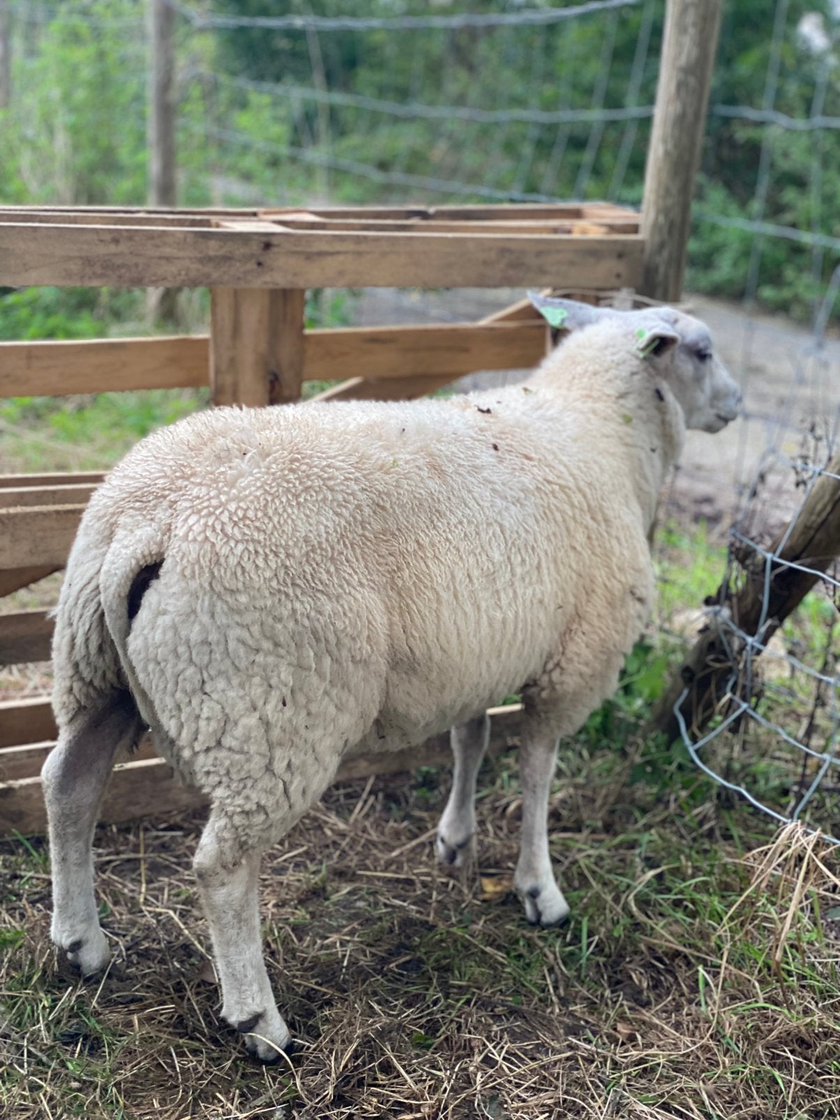 3 Dekrammen  kruising swifter texels, Mannelijk, Schaap
