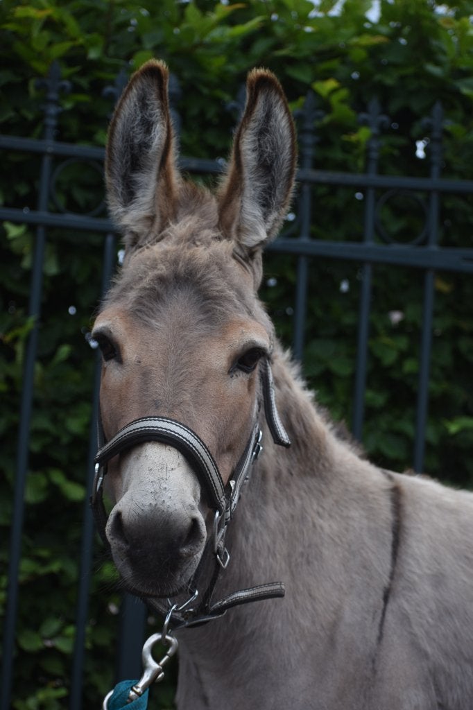 De 2 knapste, gezelligste ezels van Nederland, Dieren en Toebehoren, Gechipt, Niet van toepassing, 3 tot 6 jaar, C pony (1.27m tot 1.37m)