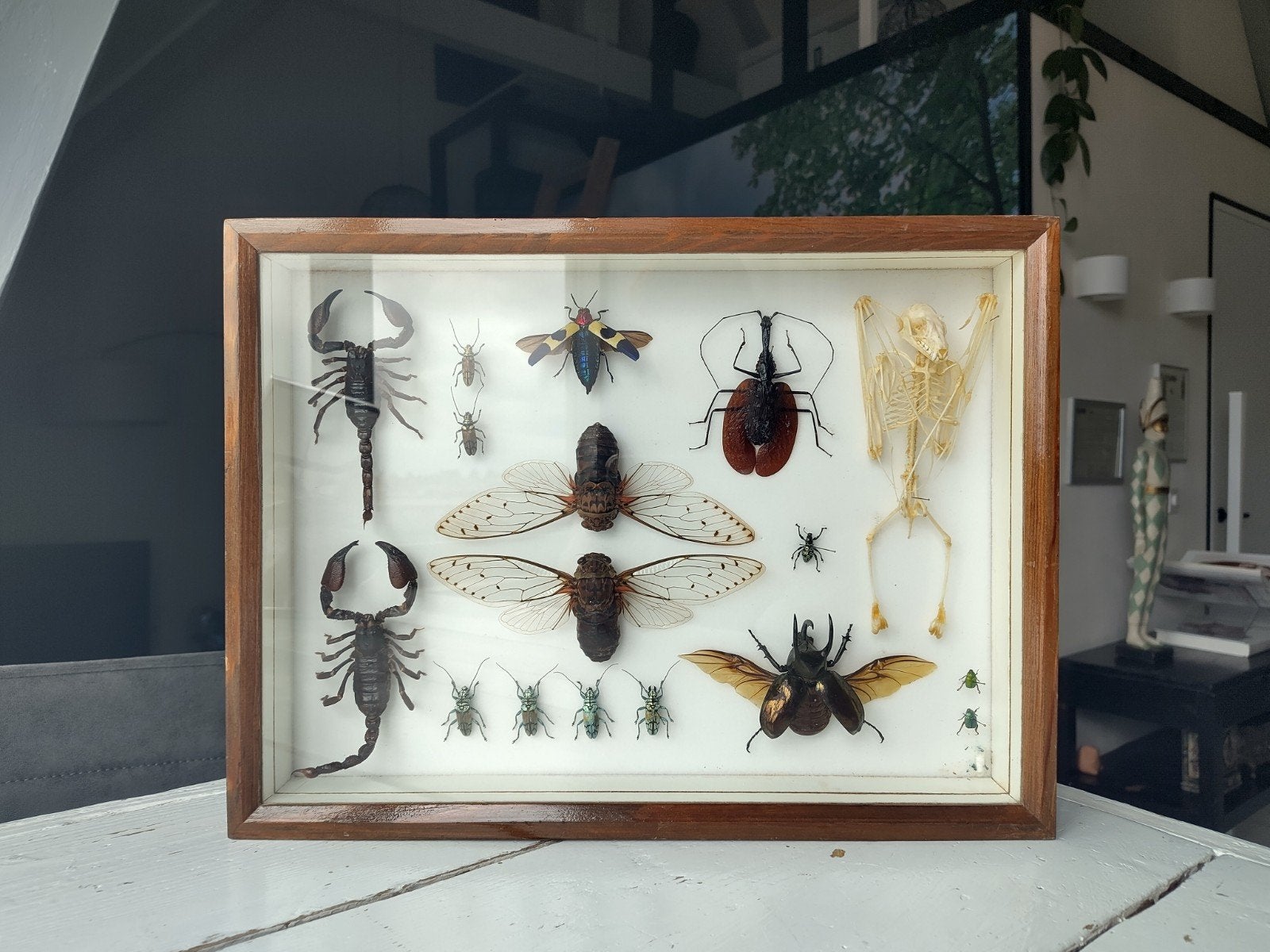 Uniek Insecten Taxidermie Rariteitenkabinet Frame, Ophalen of Verzenden
