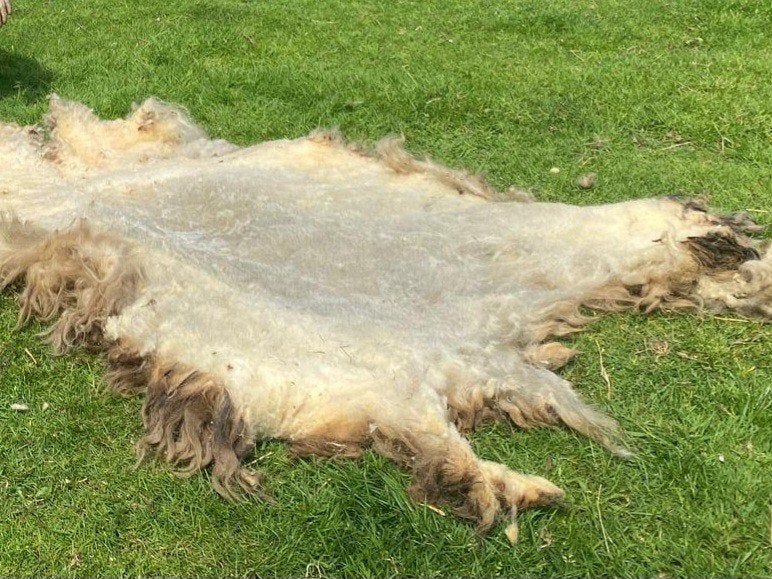 Schapenvachten/schapenwol drentse heideschapen., Ophalen, Nieuw, Overige typen, Wolvilt