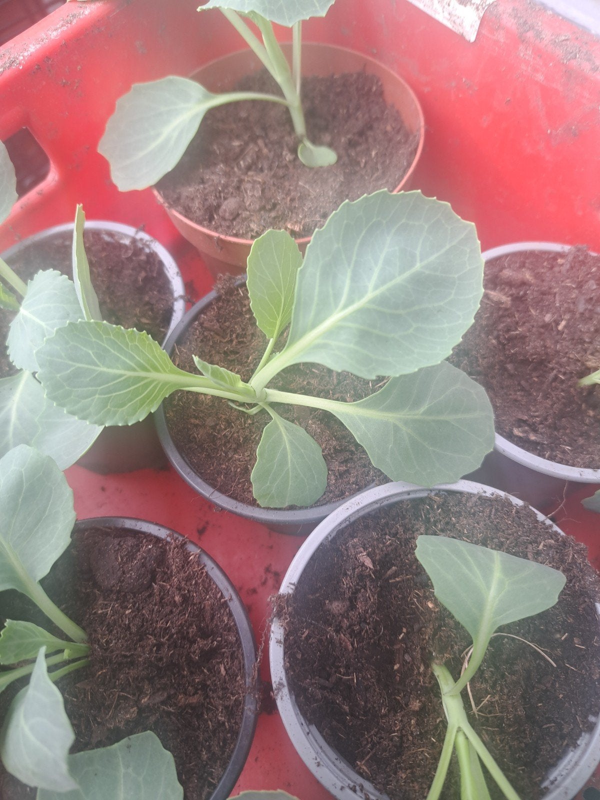 Witte kool planten, Ophalen, Groenteplant, Halfschaduw, Minder dan 100 cm