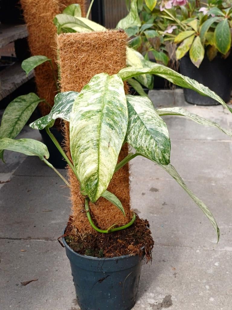 Rhaphidophora gorilan variegated, Ophalen of Verzenden, Halfschaduw, Minder dan 100 cm