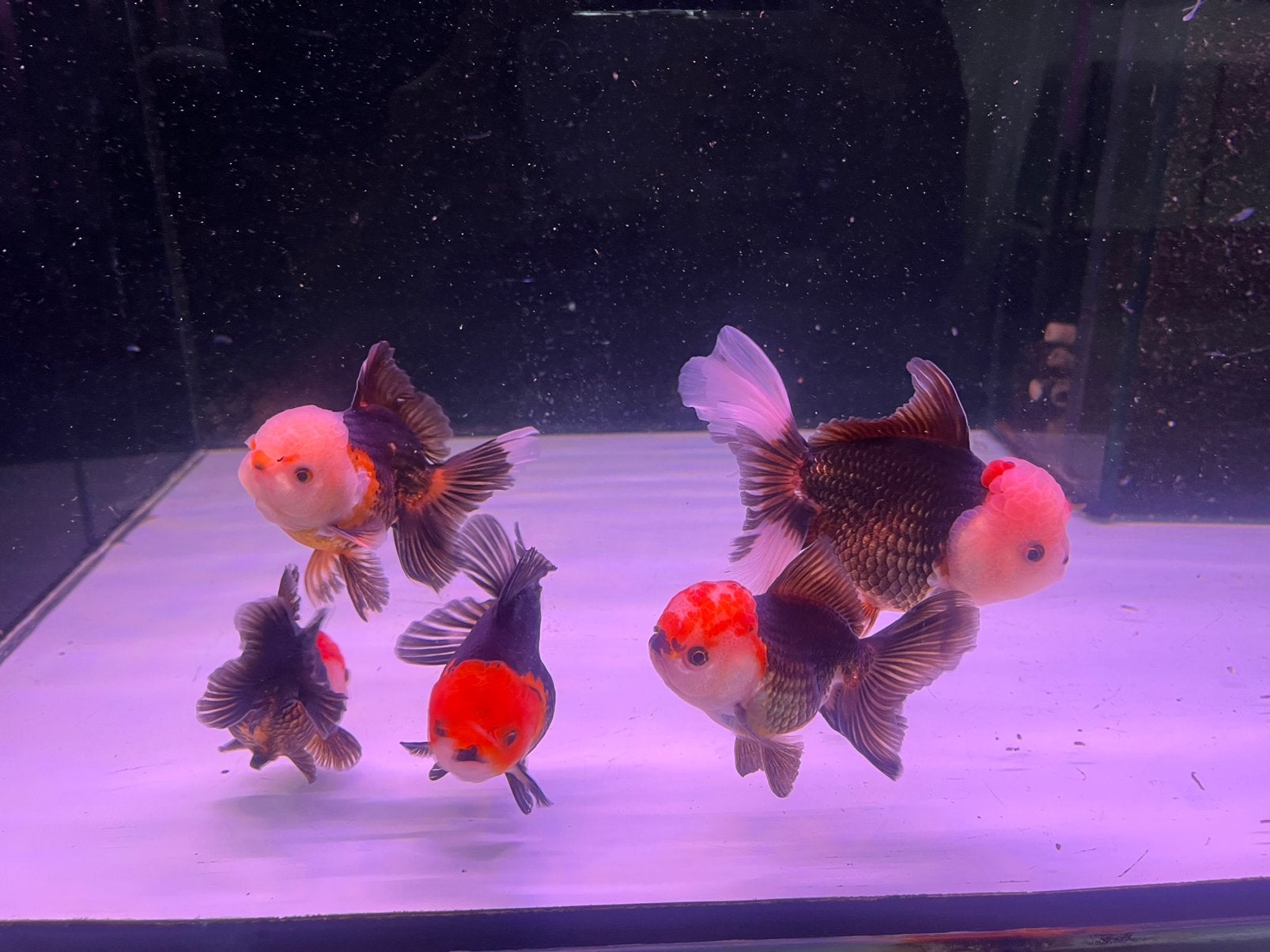 Leewenkop Tricolor goudvis, Dieren en Toebehoren, Vissen | Aquariumvissen, Vis