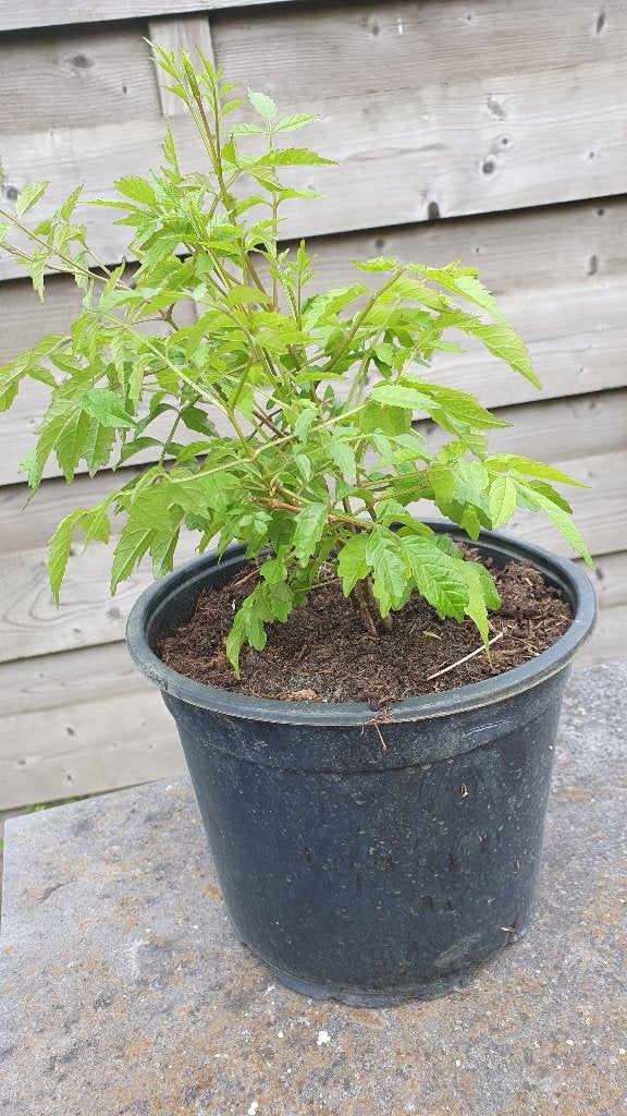 Stekken van de Campsis radicans = trompetbloem nog 7 stuks, Tuin en Terras, Ophalen, Overige soorten, Volle zon