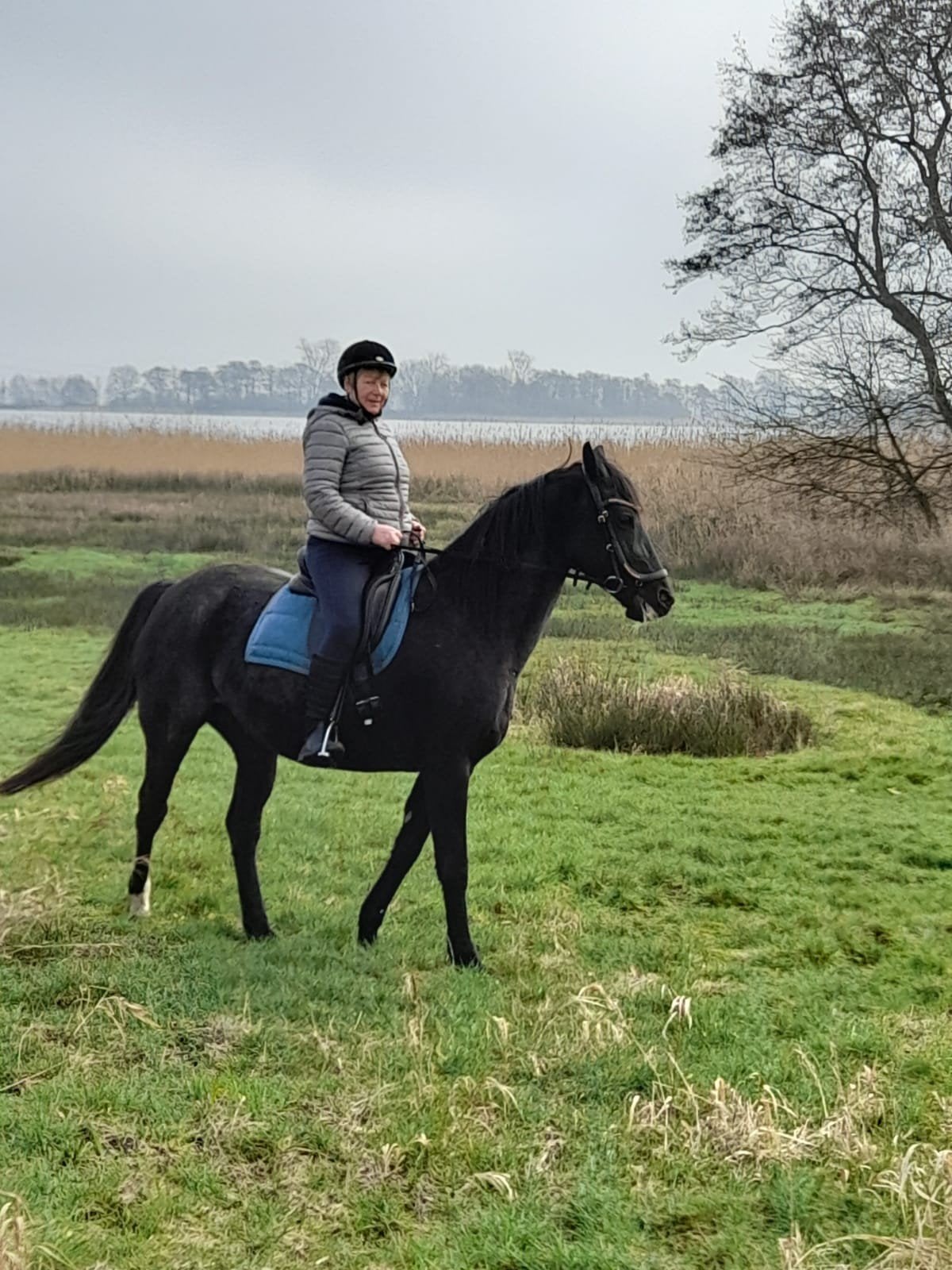 Buitenrit, recreatie, kwpn paard, Dieren en Toebehoren, Paarden, Merrie, Recreatiepaard, 11 jaar of ouder