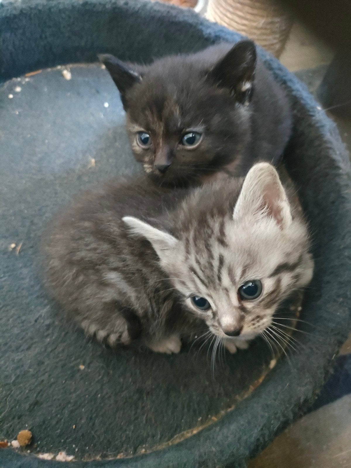 Twee vrouwtjes kittens, Dieren en Toebehoren, Katten en Kittens | Overige Katten, Poes
