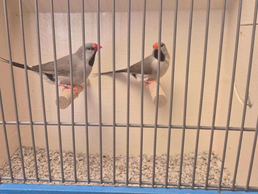 Koppel Grijze Spitsstaart Amadine,, Dieren en Toebehoren, Vogels | Overige Vogels, Meerdere dieren