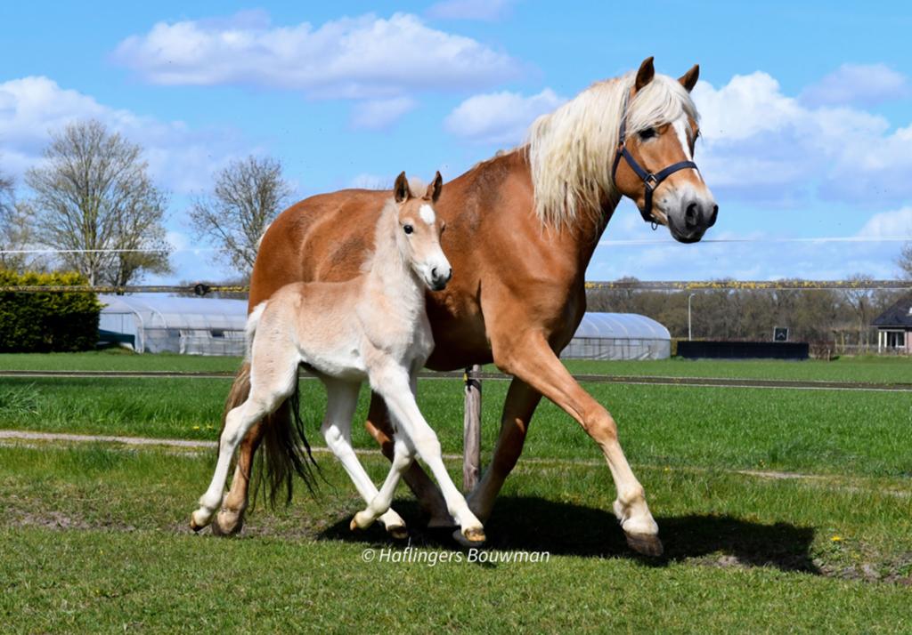 Luxe haflinger hengst veulen met ruime gangen, Minder dan 160 cm, Niet van toepassing, Dressuurpaard, 0 tot 2 jaar