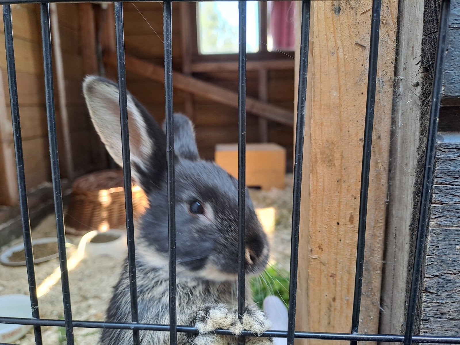 Jonge konijntjes, Meerdere dieren