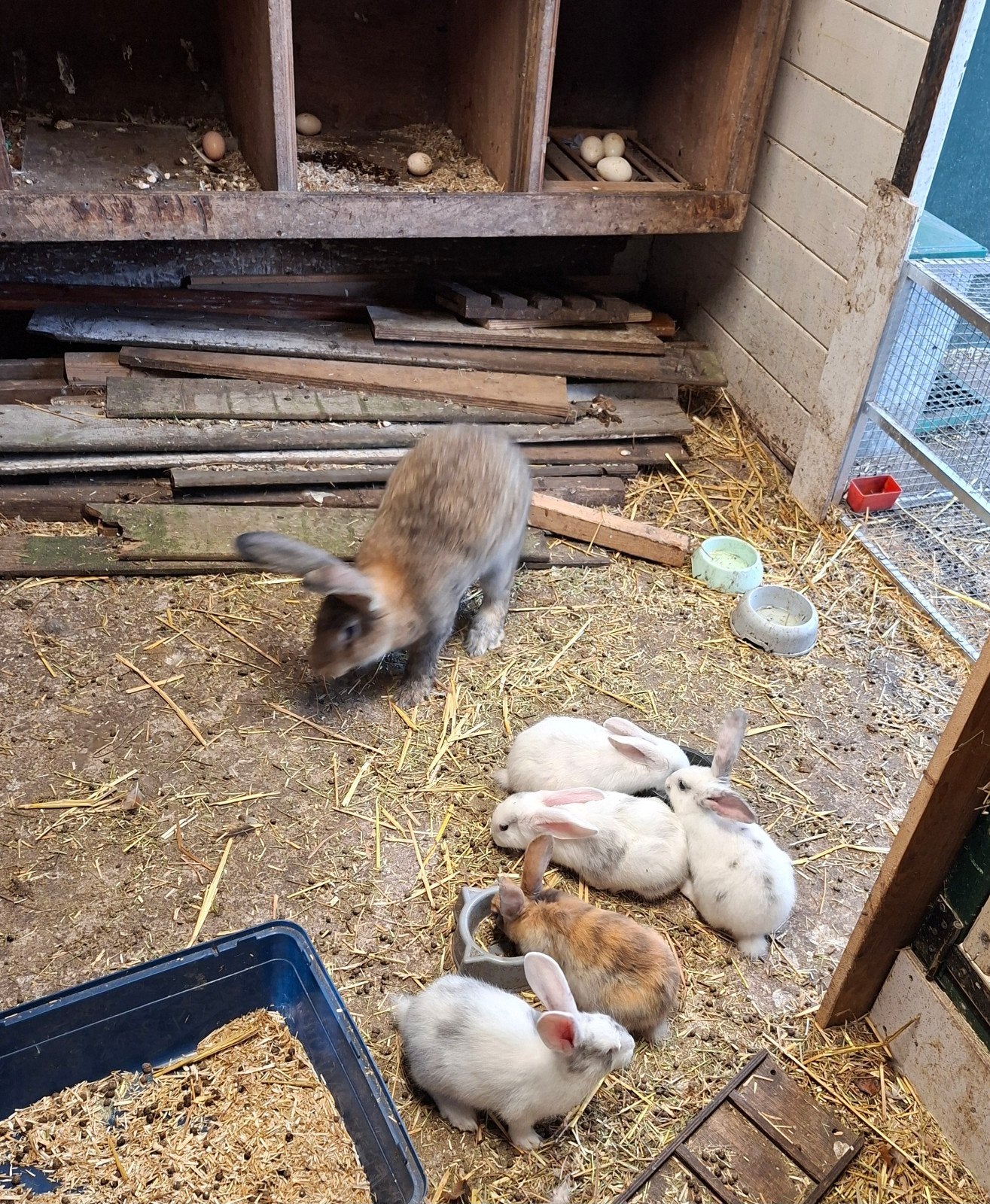 Duitse reus x Lotharinger, Meerdere dieren, Groot, 0 tot 2 jaar