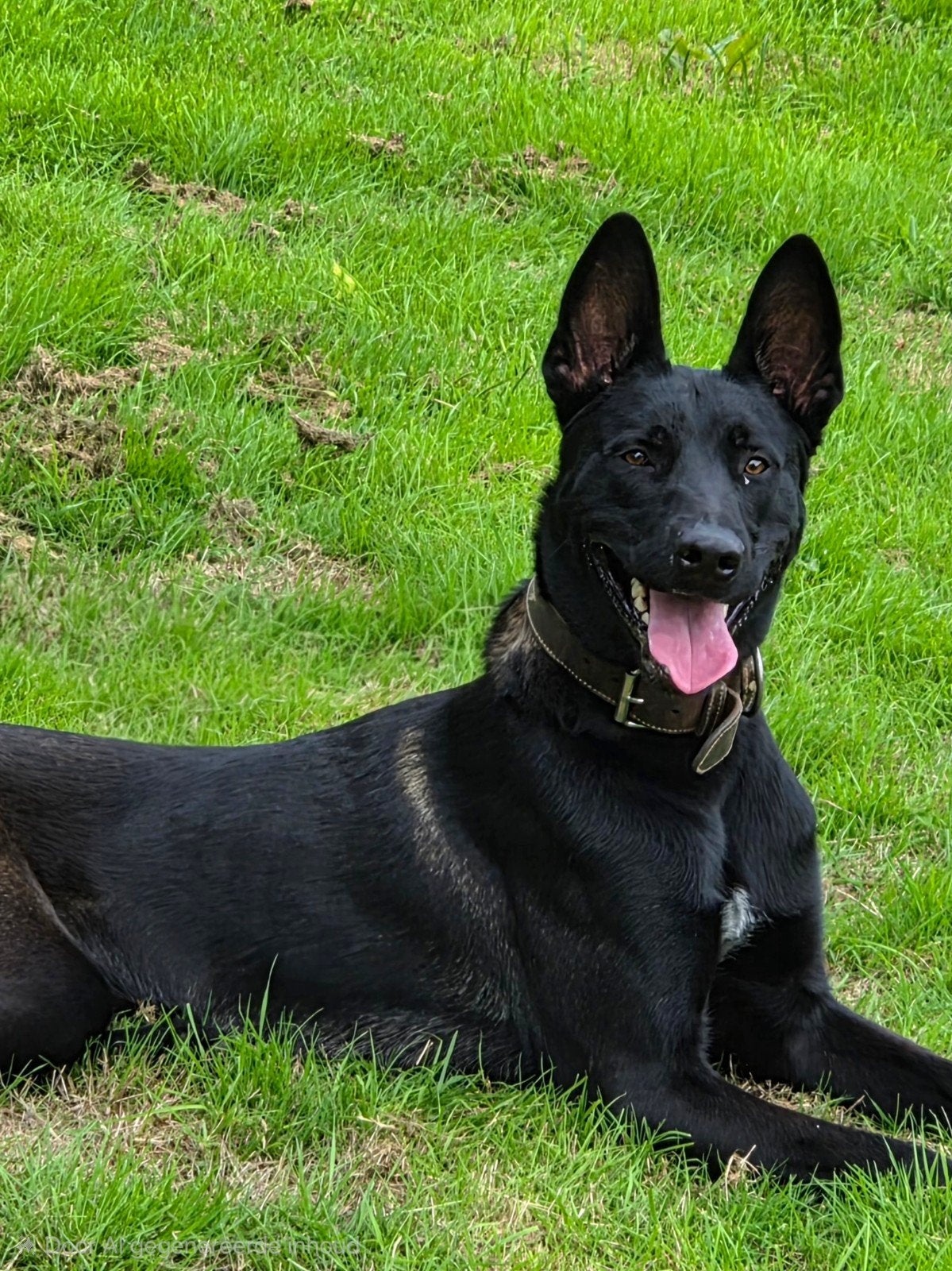 mechelse herder reu, Reu, 1 tot 2 jaar, Eén hond, Herder