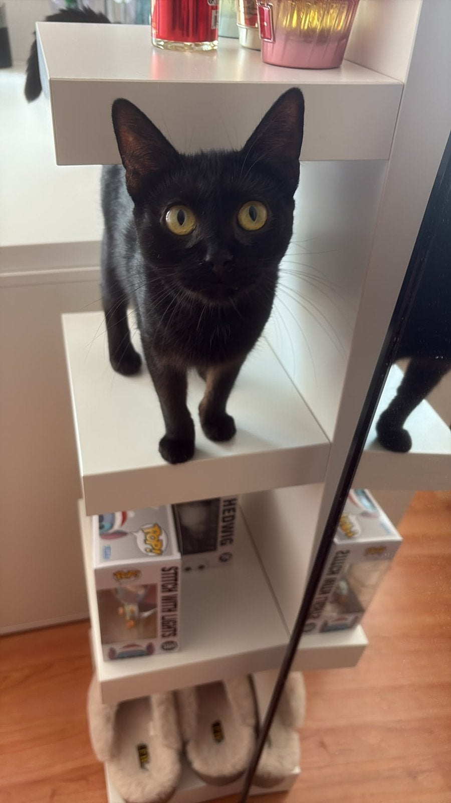 Zwarte poes 1 jaar, Dieren en Toebehoren, Poes