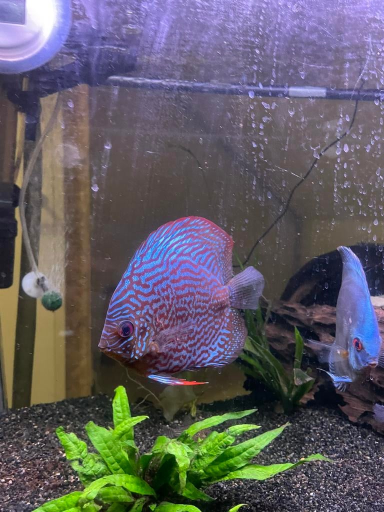 4 discus vissen, Dieren en Toebehoren, Vissen | Aquariumvissen, Vis