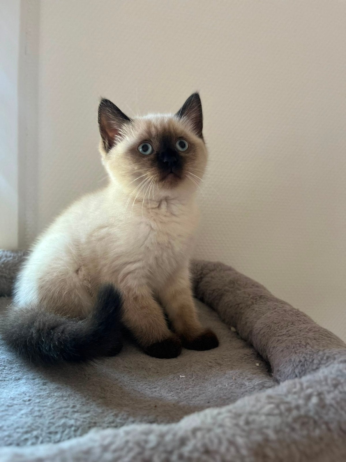 2 kittens Ragdoll kruising blue point moeder, Poes, Kortharig, 0 tot 2 jaar