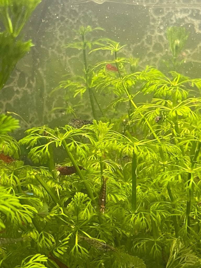 Garnalen, Dieren en Toebehoren, Kreeft, Krab of Garnaal, Zoetwatervis