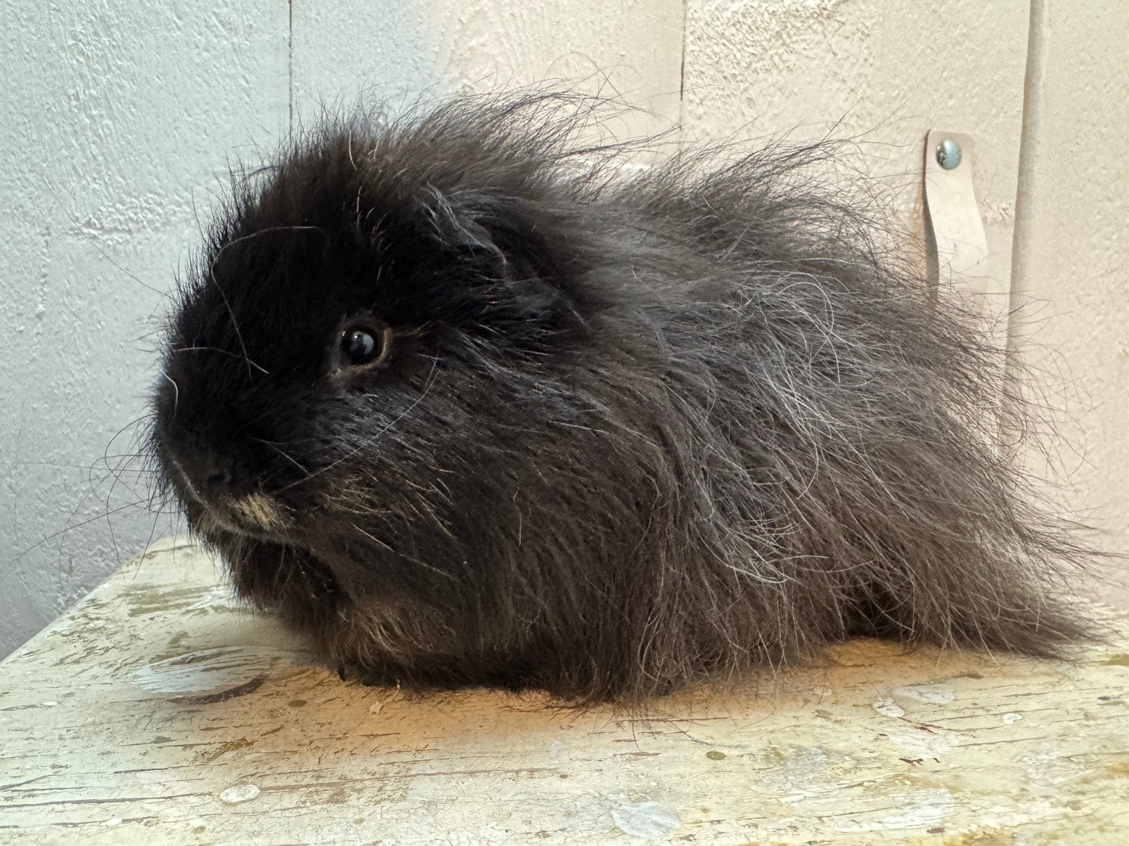 Mooie lieve CH teddy beer, Dieren en Toebehoren, December, Mannelijk, Cavia