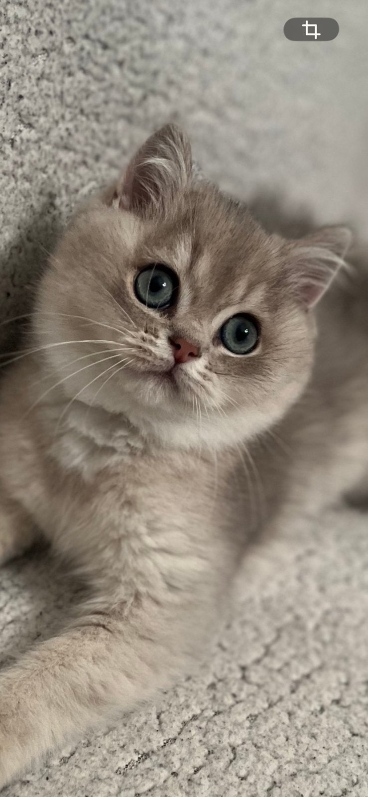 Britse korthaar kitten ,met stamboom, Dieren en Toebehoren