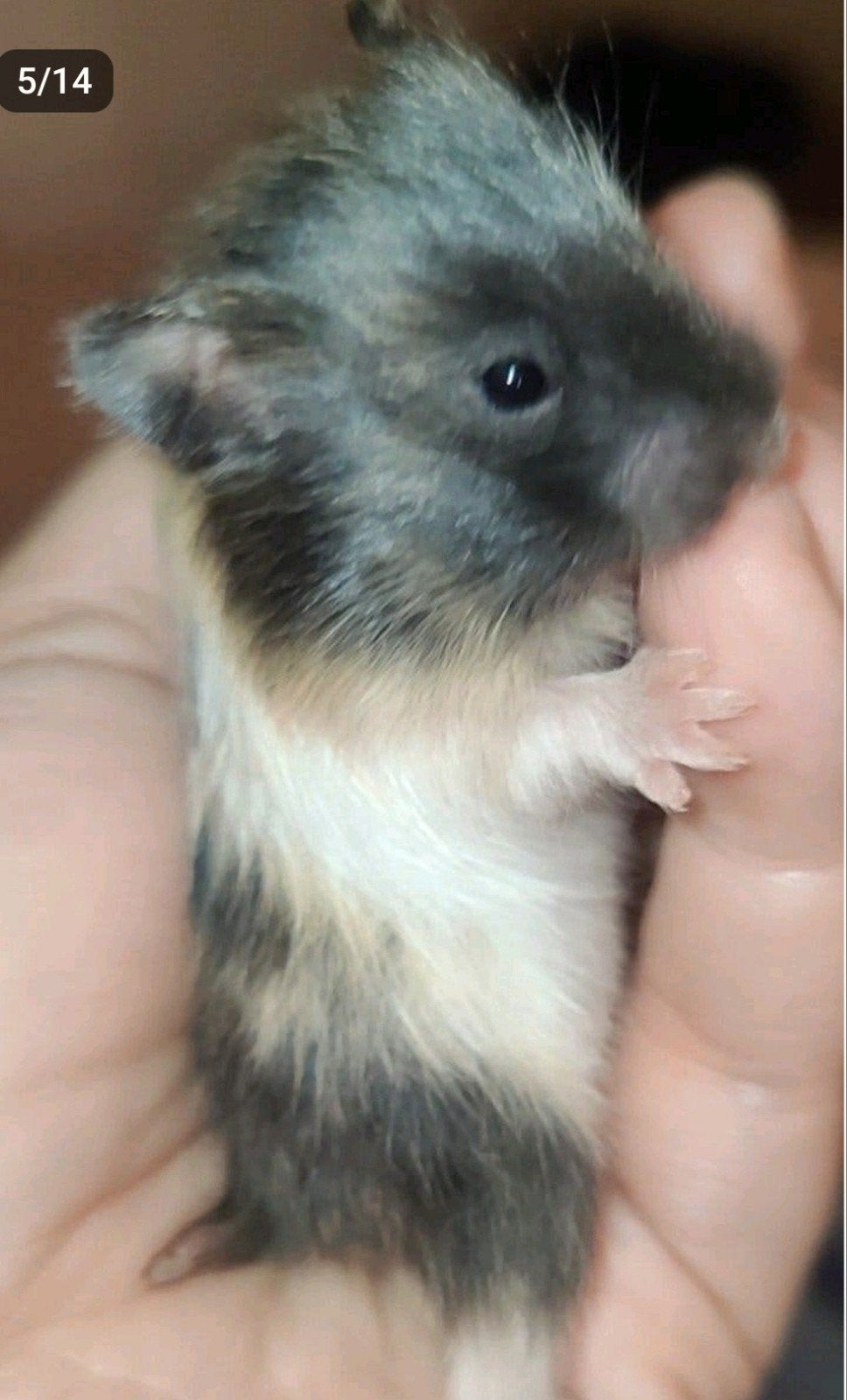 Lieve Zwart driekleur langhaar hamster baby, vrouw, Hamster, Augustus, Vrouwelijk, Tam