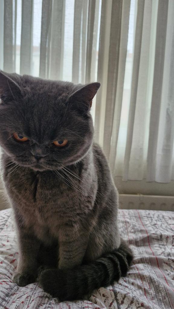 Britse korthaar, Poes, Gechipt, 3 tot 5 jaar