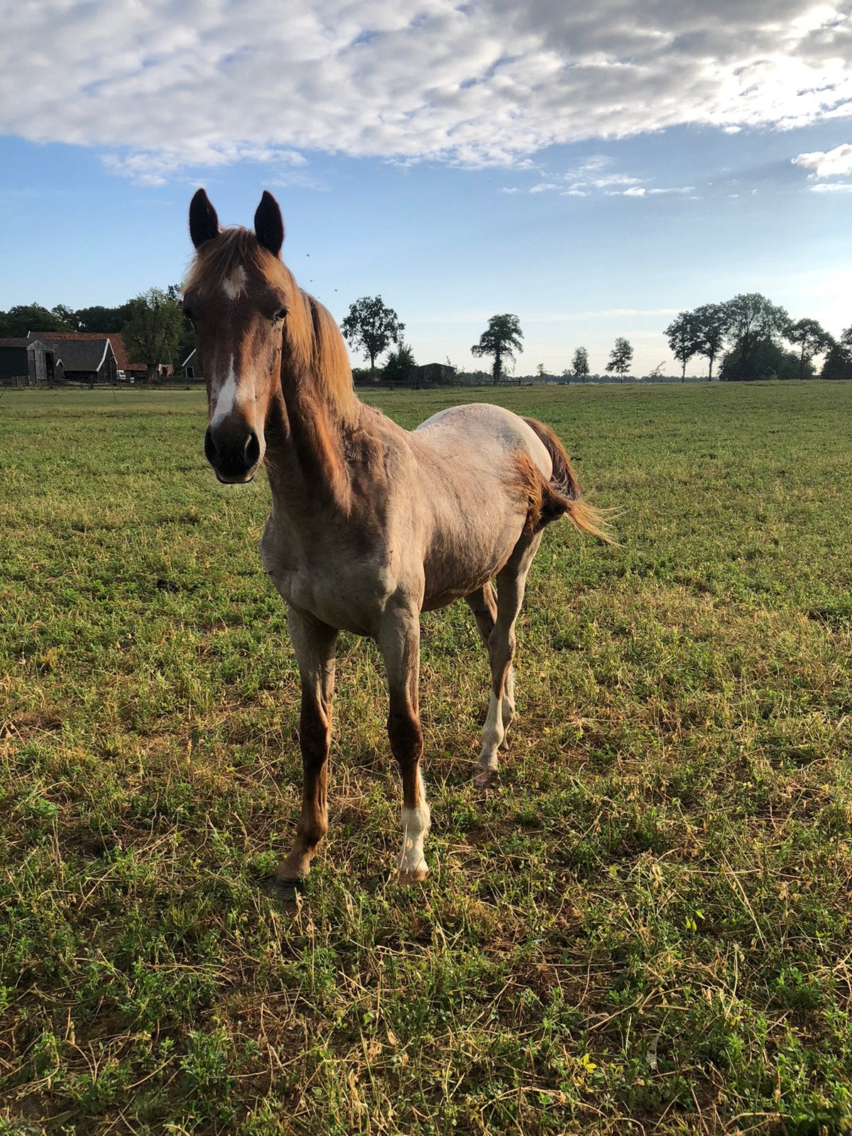 Vrolijke jaarling tuigpaard hengst, Minder dan 160 cm, Niet van toepassing, 0 tot 2 jaar, Hengst