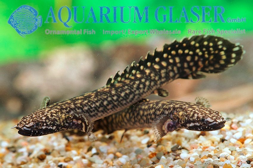 Polypterus Ornatipinnis Kwastvinsnoek

*** AANBIEDING ***, Dieren en Toebehoren, Vissen | Aquariumvissen, Vis, Zoetwatervis