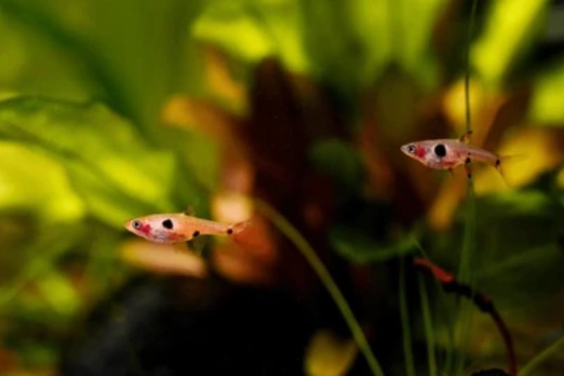 Dwergrasbora Boraras maculatus - Gevlekte Rasbora 1,5-2 cm, Dieren en Toebehoren, Vissen | Aquariumvissen, Vis, Zoetwatervis, Schoolvis