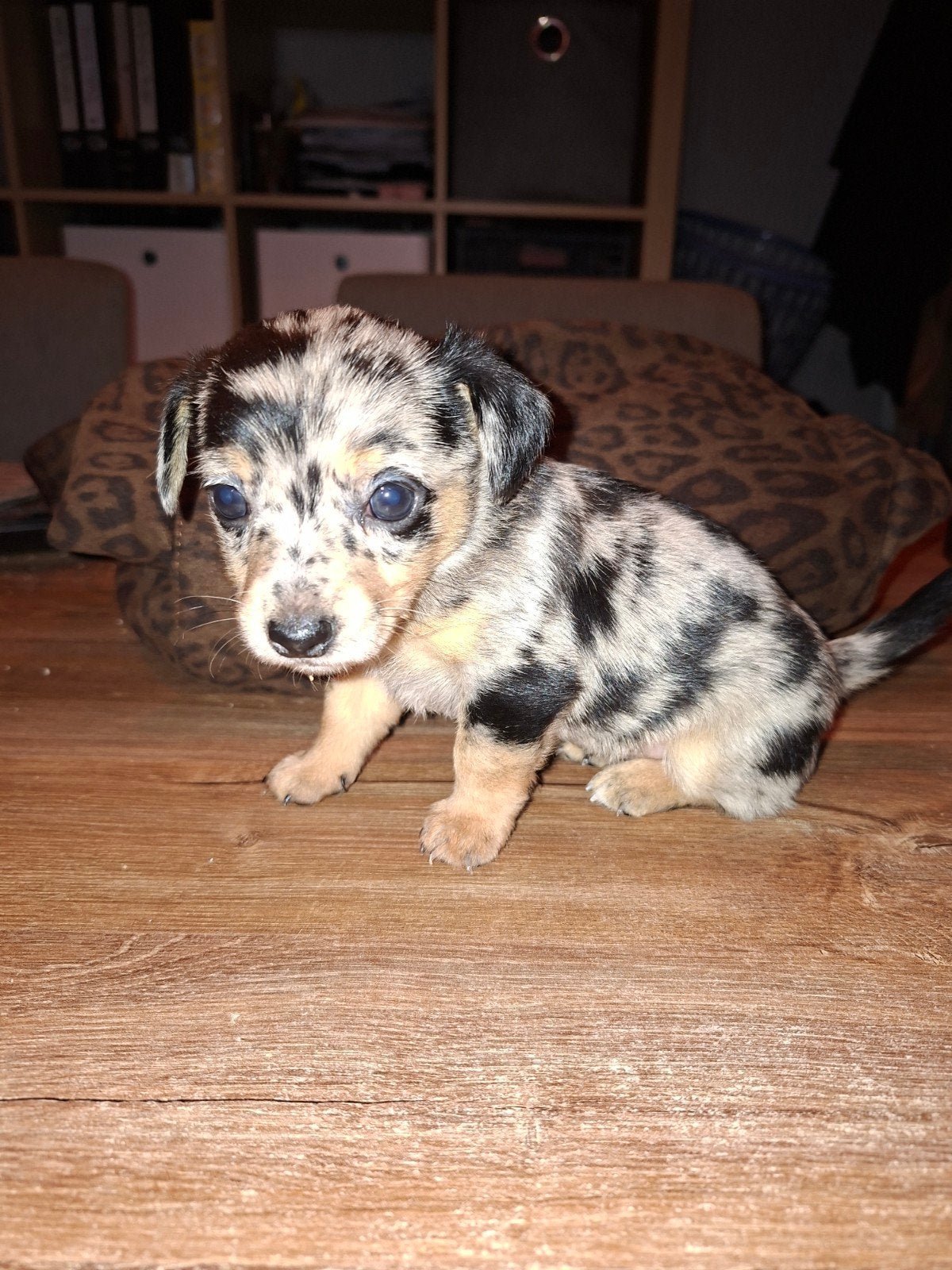 kruising jackrussel, Jack Russell Terriër, Meerdere, Meerdere dieren, Nederland