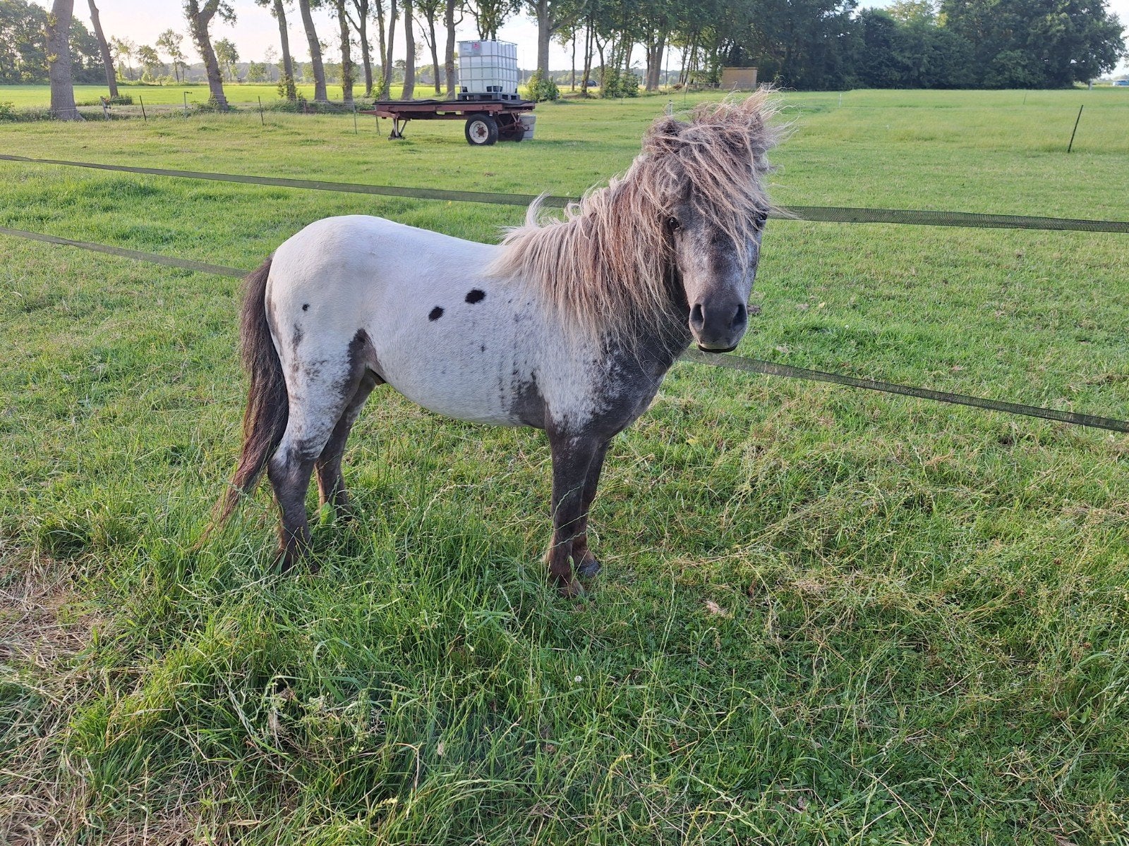 NAS hengst 4 jaar appaloosa few spot, Dieren en Toebehoren, Hengst, A pony (tot 1.17m), 3 tot 6 jaar
