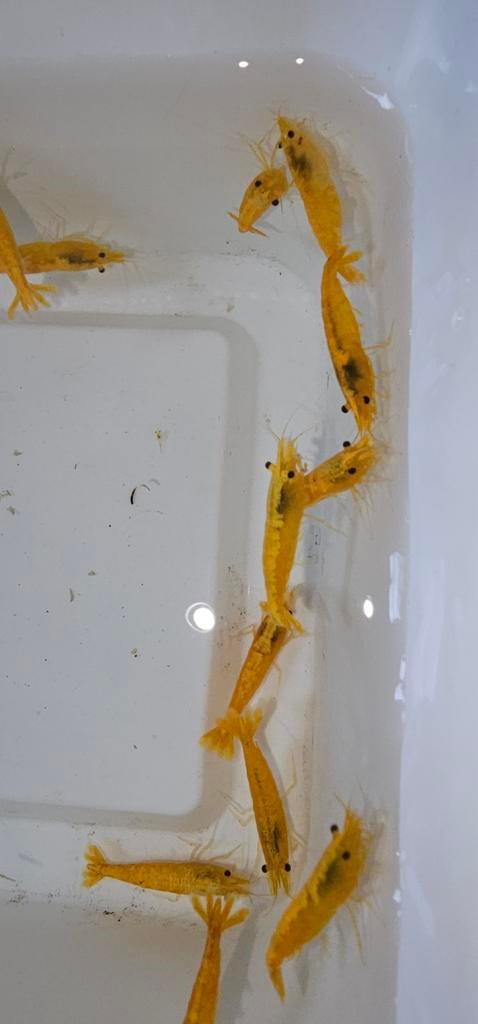 Neocaridina Davidi garnalen XL, Kreeft, Krab of Garnaal, Zoetwatervis, Schoolvis