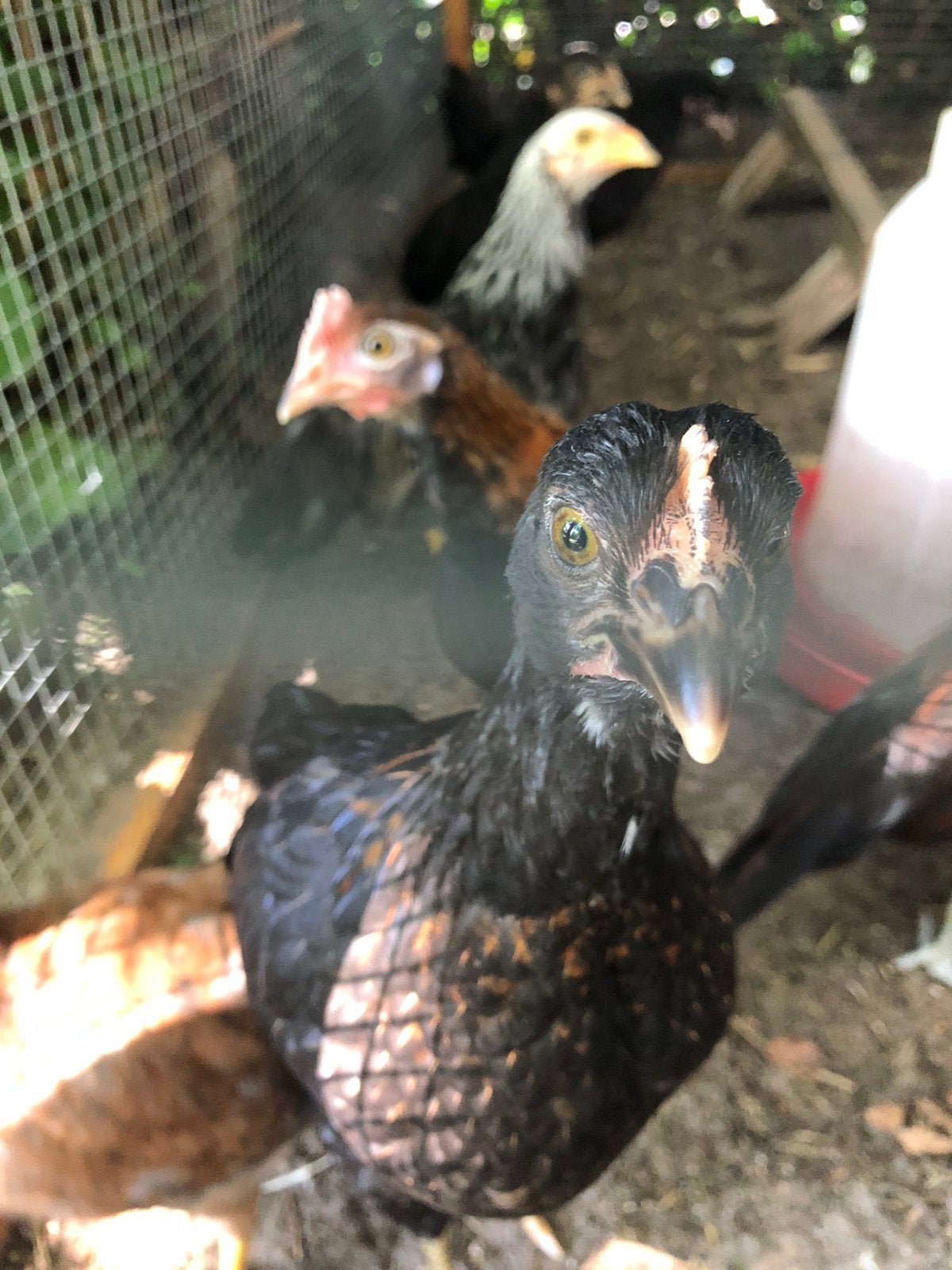 5 kleurlegers legkip hen kuikens, Dieren en Toebehoren, Pluimvee, Vrouwelijk, Kip