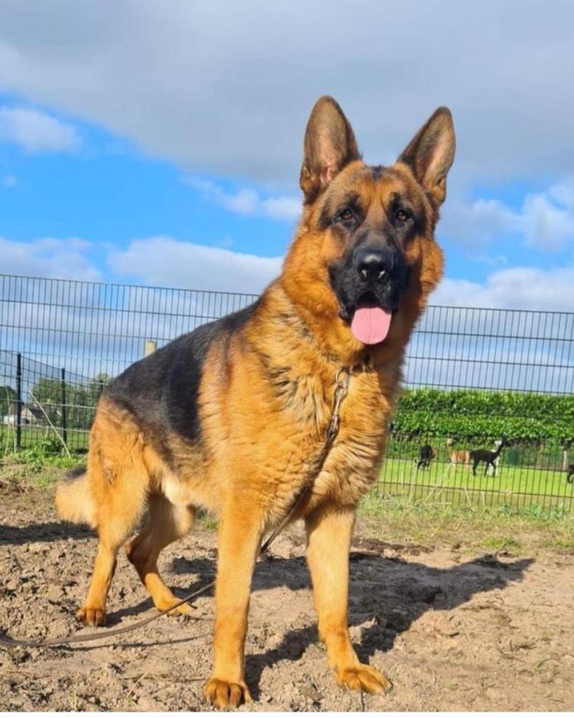 Duitse herder dekreu, Reu, Eén hond, 3 tot 5 jaar, Herder