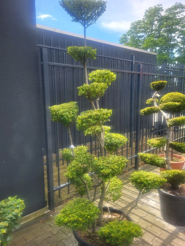 Ilex crenata Green Hedge bonsai, Tuin en Terras, Planten | Bomen, Overige soorten, Lente, 100 tot 250 cm, Ophalen