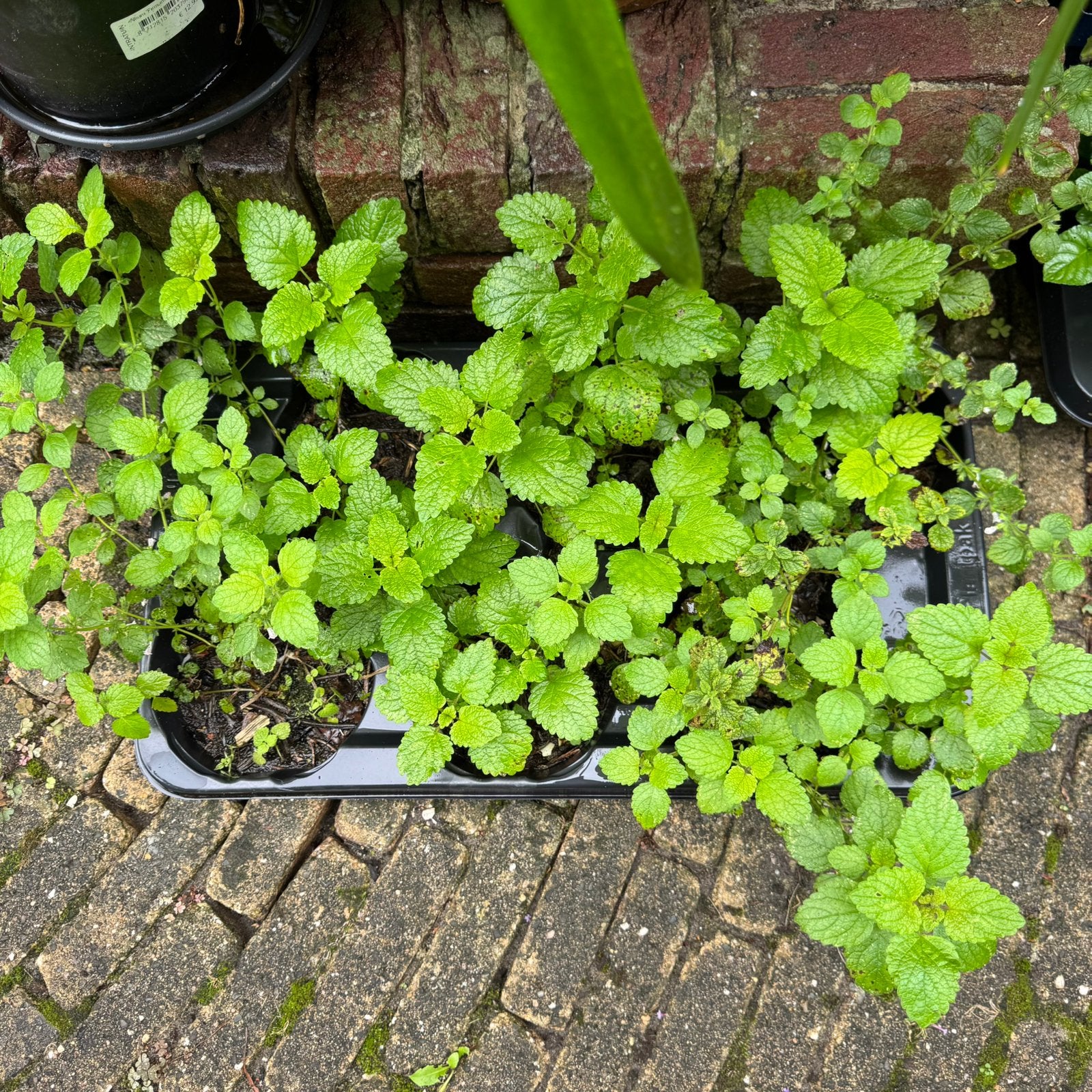 Citroenmelisse tray van 6 stuks, Tuin en Terras, Ophalen, Vaste plant, Halfschaduw, Kruiden