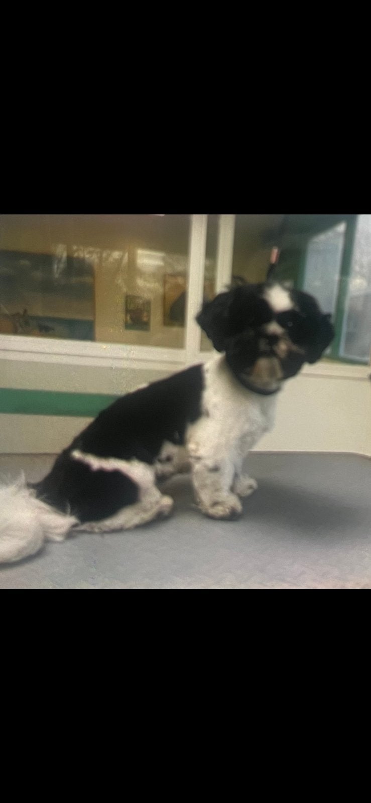 Shih tzu teefje, HCC (leverziekte), Overige rassen, 1 tot 2 jaar, Teef