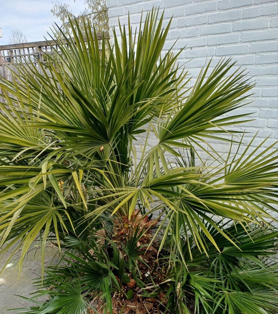 Europese Dwergpalm Meerstammig 180 meter, Ophalen of Verzenden, Overige soorten, Volle zon