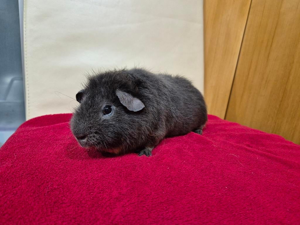 Mooi Blauw tan amber US TEDDY beertje stamboom, Dieren en Toebehoren, Knaagdieren, Cavia, Mannelijk, December, Tam