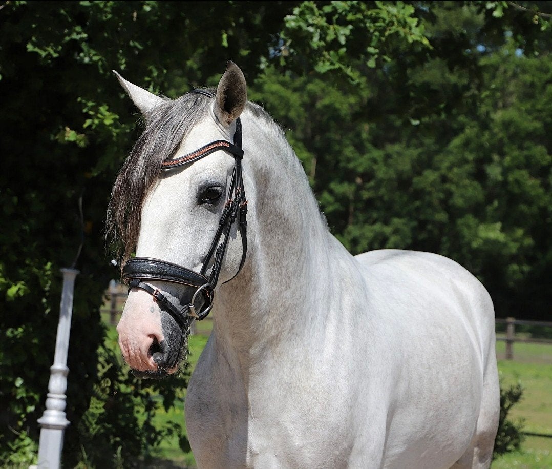 Prachtige pre andalusier PRE, Dieren en Toebehoren, Paarden, Meerdere dieren, Dressuurpaard, Met stamboom, 3 tot 6 jaar