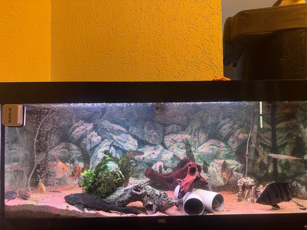 Juwel rio 240, Ophalen, Zo goed als nieuw, Leeg aquarium