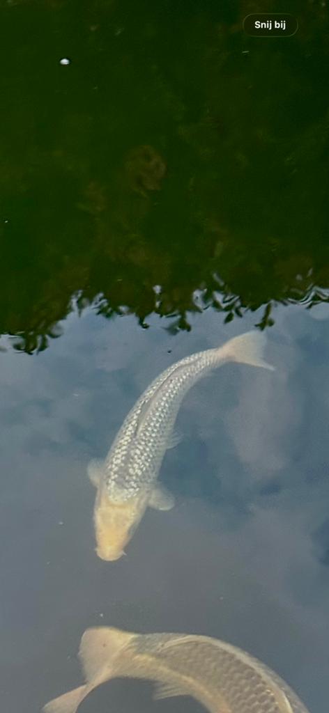 Japanse koi karper, Karper of Koi