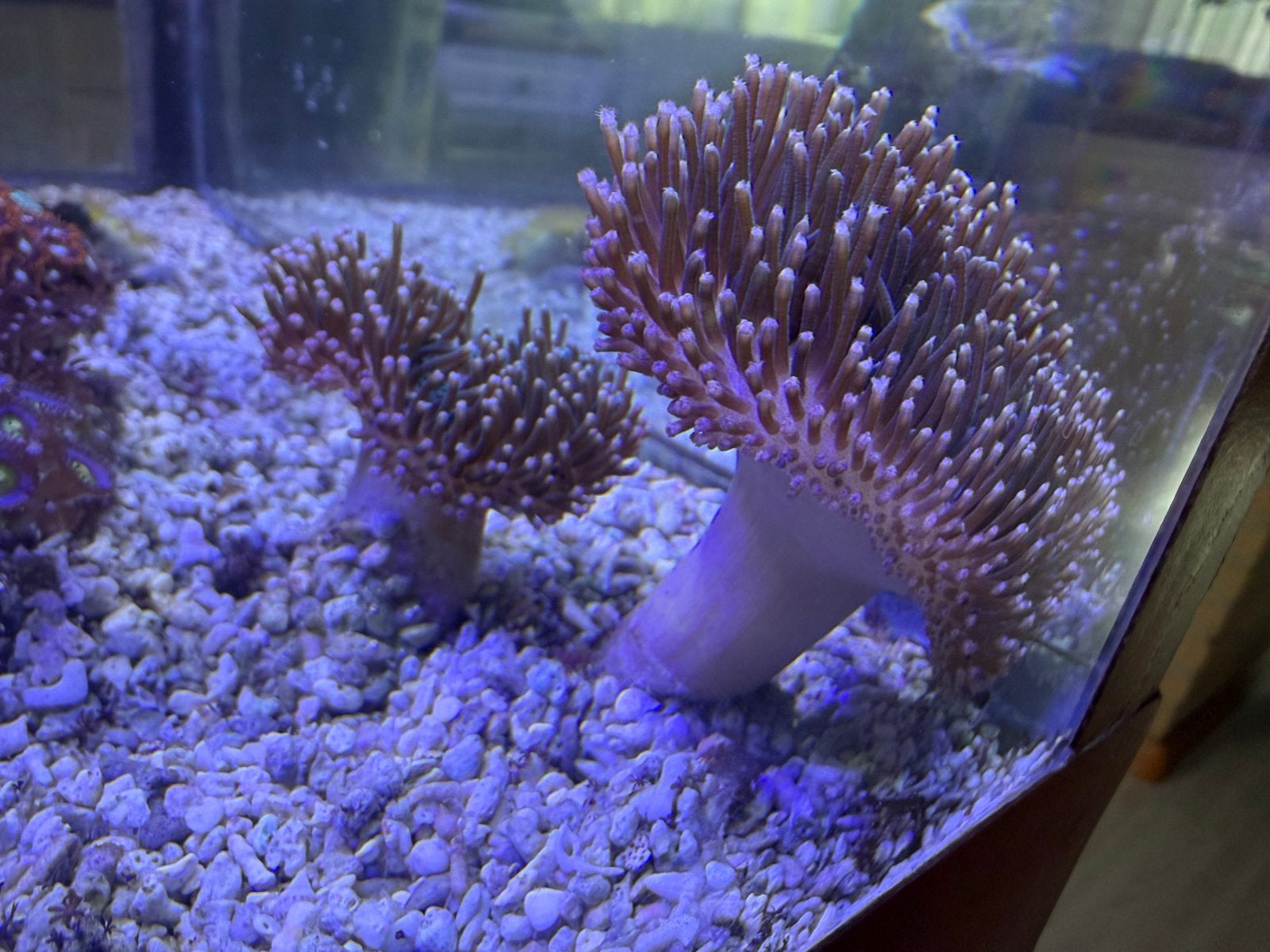 Leder paddenstoelen, Dieren en Toebehoren, Overige typen, Zoutwatervis